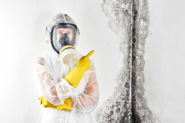 Why You Should Choose Our Mold Remediation Services in Belfast, ME