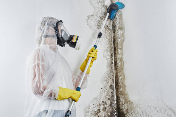 Reliable Belfast, ME Mold Removal Solutions