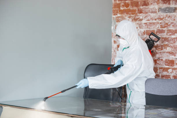 Best Attic Mold Removal in Belfast, ME