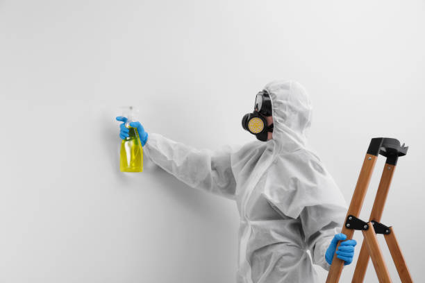 Best Mold Removal for HVAC Installations in Belfast, ME